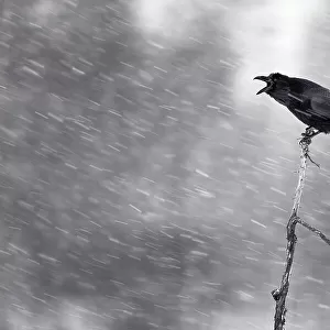 Crows And Jays Photographic Print Collection: Northern Raven