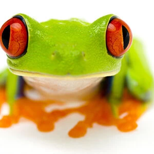 Red eyed tree frog (Agalychnis callidryas) close-up of head Captive