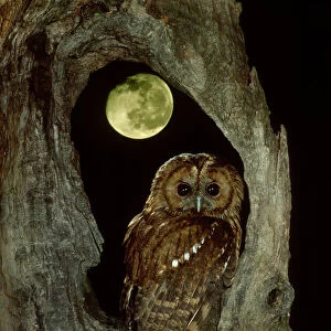 Owls Collection: Brown Wood Owl