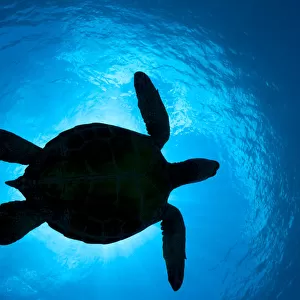 Silhouette of a Green Sea Turtle (Chelonia mydas) passes overhead. West Maui, Hawaii