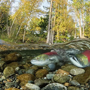 Two Sockeye / Red Salmon (Oncorhynchus nerka), female digging riverbed to lay eggs on spawning ground. Trees showing autumnal colours, Adams river, British Columbia, Canada. October