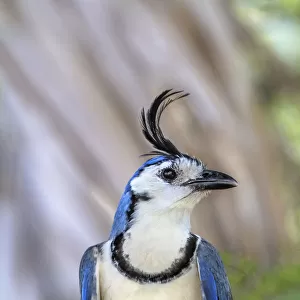 Crows And Jays Photo Mug Collection: White Throated Magpie Jay