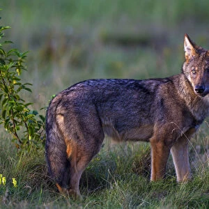 Wild Grey wolf (Canis lupus), in meadow, Saxony-Anhalt, Germany
