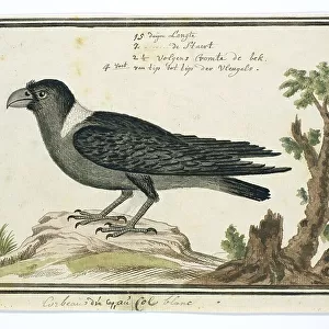 Crows And Jays Photographic Print Collection: White Necked Raven