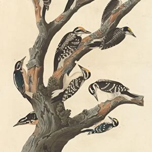 Woodpeckers Collection: American Three Toed Woodpecker