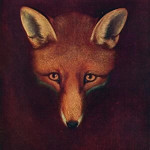 Renard the Fox, c1800, (1922). Artist: Philip Reinagle