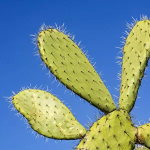 Close-up of a prickly pear cactus (Opuntia) showing thorns in Andalusia, Spain