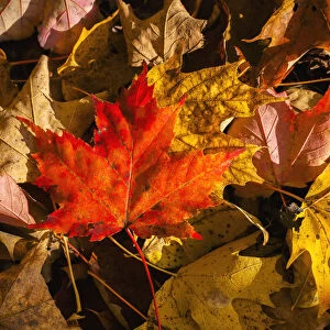 Red Maple Leaf On Leaf Background; Knowlton, Quebec, Canada