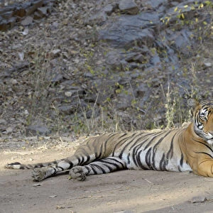 Bengal Tiger ( Panthera tigris tigris) relaxing, looking at camera, India, Ranthambore