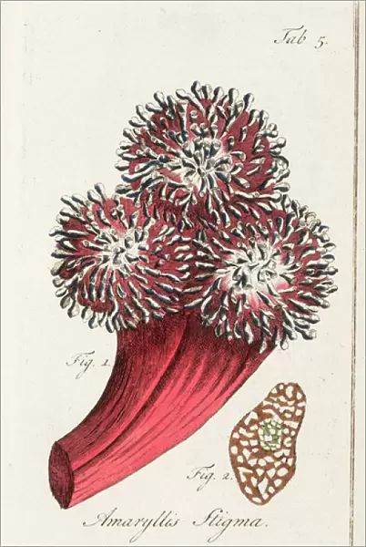 Stigma of an amaryllis