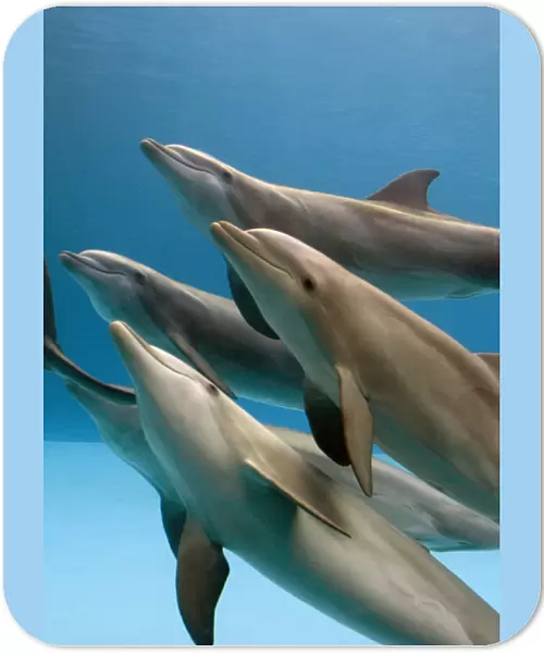 Bottlenose dolphins - swimming underwater