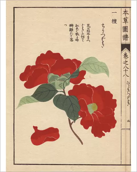 Scarlet camellia, Chiri tsubaki, Thea japonica Nois var