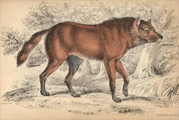 Maned wolf or Aguara Guazu, Chrysocyon brachyurus