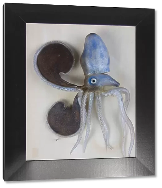 Argonauta argo (female), octopus