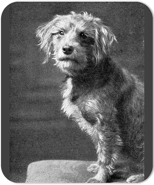 Old Bill, dog mascot of HMS Falmouth in WW1