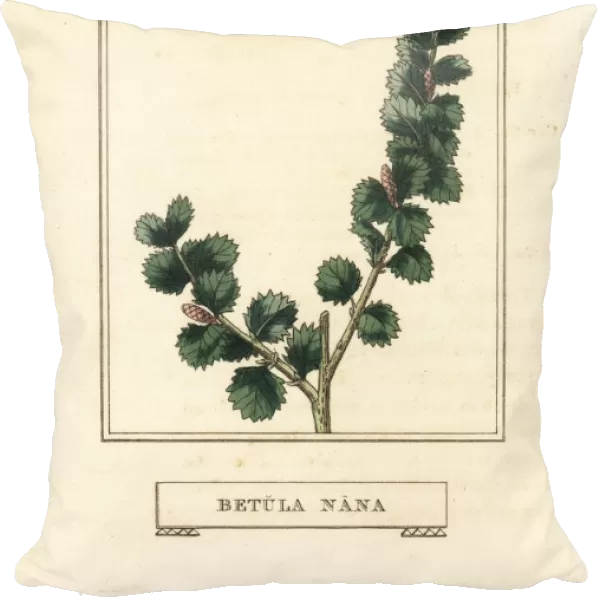 Dwarf birch, Betula nana