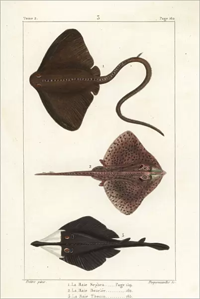 Common stingray, thornback ray, and clubnose guitarfish