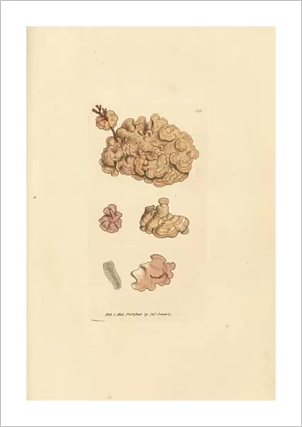 Coralline species, Corallina auriculariaeformis