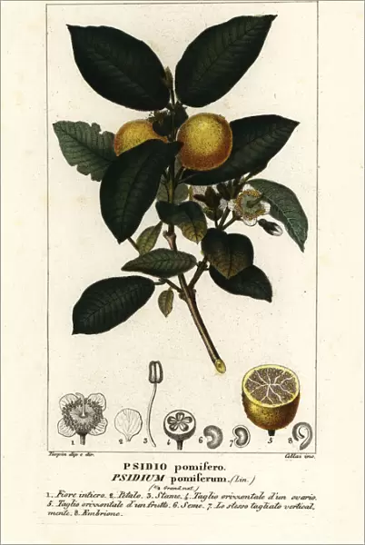 Common guava, Psidium guajava