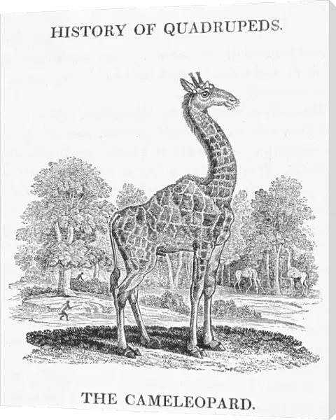 Giraffe (Bewick)