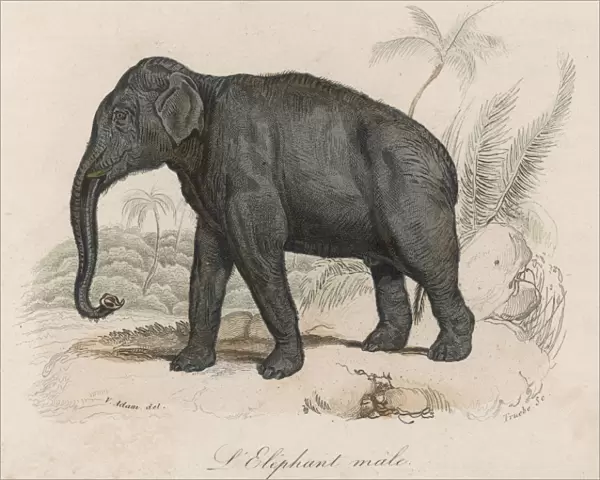 Elephant  /  Indian Male 19C