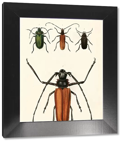 Prioninae, or long-horned beetles