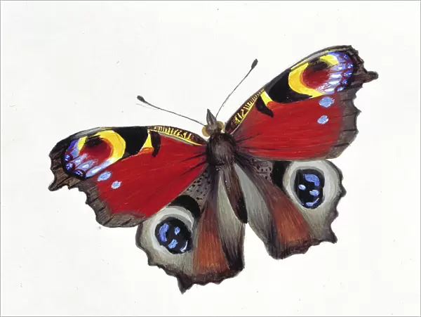 Inachis io, peacock butterfly