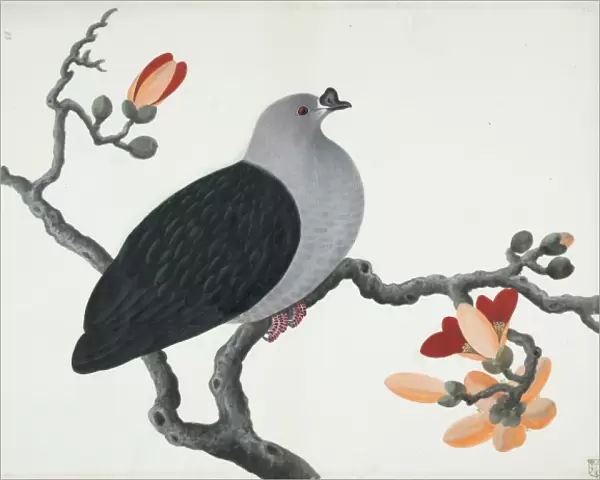 Ptilinopus insolitus, knob-billed fruit dove