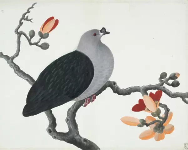 Ptilinopus insolitus, knob-billed fruit dove