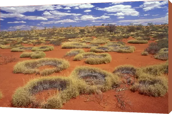 Western Australia - little sandy desert, vegetated sand dunes of Old Spinifex plants Triodia sp