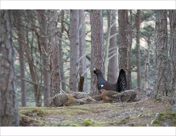 Capercaillie & Hens Displaying On Lek in old Caledonian pine forest. Scotland UK