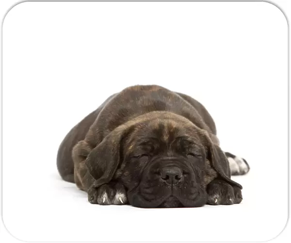 Dog - Cane Corso Dog (Italian Guard Dog) - lying down sleeping