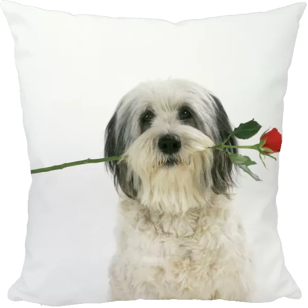 Polish Lowland Sheepdog With rose in its mouth