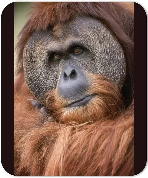Orang-utan - close up of male