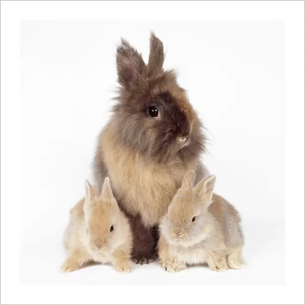 Lion Head Rabbit - with young