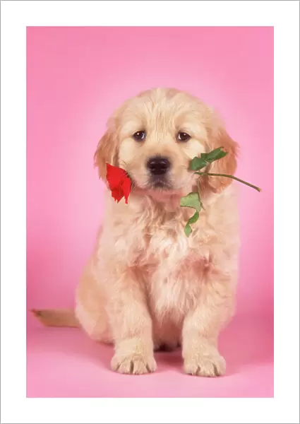 Golden Retriever Dog - puppy with rose