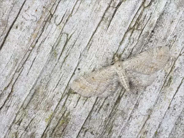 Plain Pug Moth - Essex, UK IN000703