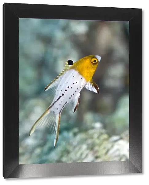 Lyretail Hogfish - Red Sea