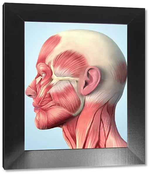 Muscular system on head