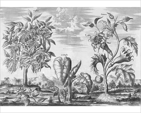 African plants, 17th century C013  /  7756