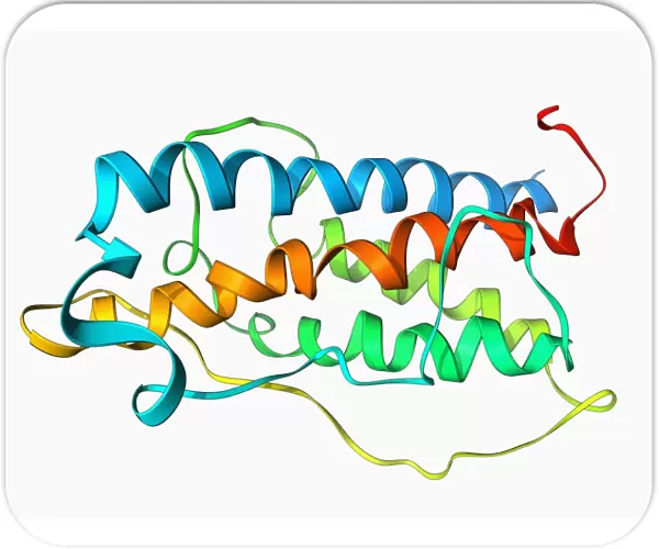 Human growth hormone molecule F006  /  9355