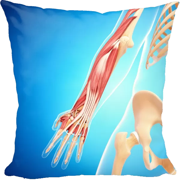 Human arm musculature, artwork F007  /  3623