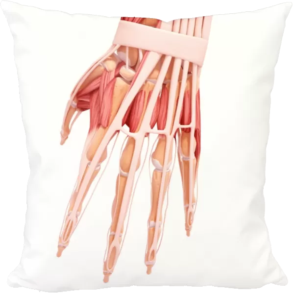 Human hand musculature, artwork F007  /  3436