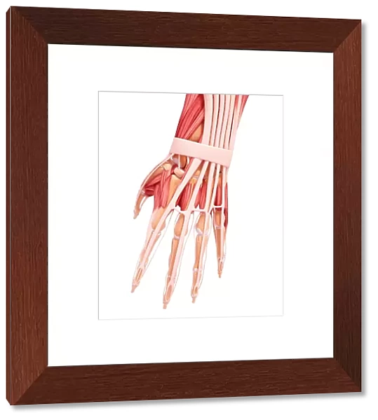 Human hand musculature, artwork F007  /  3436