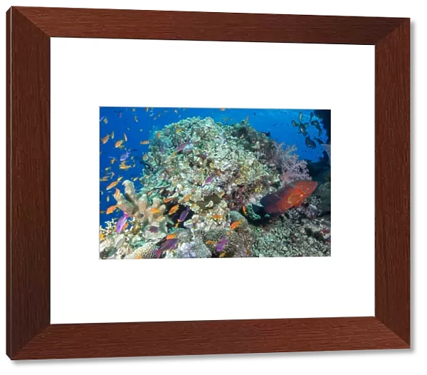 Colourful reef fish (Orange and purple anthias sp. ) plus Leopard Coral grouper (Plectropomus