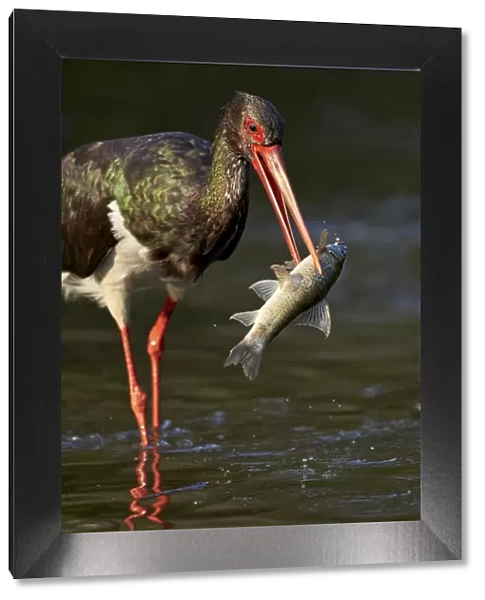 Black stork (Ciconia nigra) with a fish, Kruger National Park, South Africa, Africa