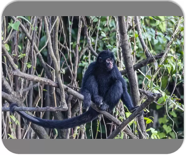 Adult spider monkey (Ateles spp), San Miguel Cano, Loreto, Peru, South America