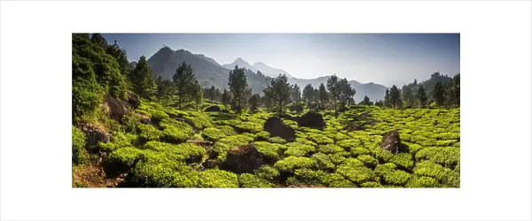 Tea plantations, Munnar, Western Ghats Mountains, Kerala, India, Asia