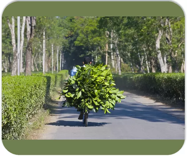 Worker brings tea on his bicycle back home, Assam, India, Asia