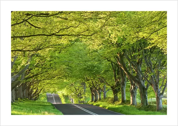 Ancient beech tree avenue at Kingston Lacy, Badbury Rings, Dorset, England. Spring
